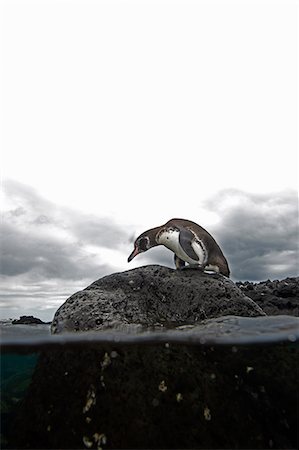 spheniscus mendiculus - Galapagos penguin (Spheniscus mendiculus) standing on rock, Galapagos Islands, Ecuador Photographie de stock - Premium Libres de Droits, Code: 649-08085146