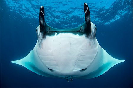 Oceanic manta rays (Manta birostris), San Benedicto, Revillagigedo, Mexico Foto de stock - Sin royalties Premium, Código: 649-08085514