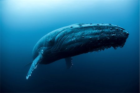 day time underwater - Humpback whale (Megaptera novaeangliae) swimming in the deep, Roca  Partida, Revillagigedo, Mexico Stock Photo - Premium Royalty-Free, Code: 649-08085828
