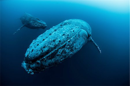 Female Humpback whale (Megaptera novaeangliae) and younger male escort swimming in the deep, Roca  Partida, Revillagigedo, Mexico Photographie de stock - Premium Libres de Droits, Code: 649-08085829
