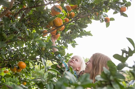 Mother holding up toddler daughter to harvest oranges from garden tree Foto de stock - Sin royalties Premium, Código: 649-08085838