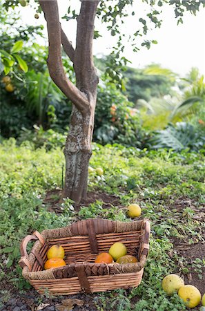 Basket of harvested oranges in garden Fotografie stock - Premium Royalty-Free, Codice: 649-08085839