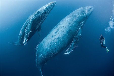 pictures of humpback whales underwater - Scuba diver approaches adult female humpback whale (Megaptera novaeangliae) and younger male escort, Roca  Partida, Revillagigedo, Mexico Foto de stock - Sin royalties Premium, Código: 649-08085832