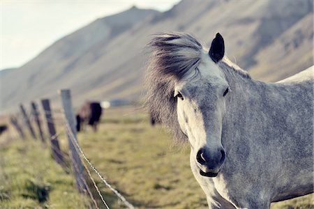 Icelandic horse, Snaefellsnes Peninsula, Iceland Stockbilder - Premium RF Lizenzfrei, Bildnummer: 649-08085951