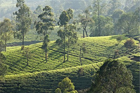 simsearch:649-08085933,k - Tea plantation, Kerala, India Photographie de stock - Premium Libres de Droits, Code: 649-08085974