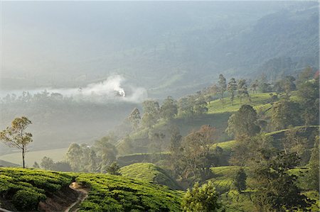 Tea plantation, Kerala, India Foto de stock - Sin royalties Premium, Código: 649-08085975