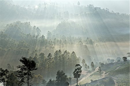 scenic india - Tea plantation at dawn, Kerala, India Stock Photo - Premium Royalty-Free, Code: 649-08085977