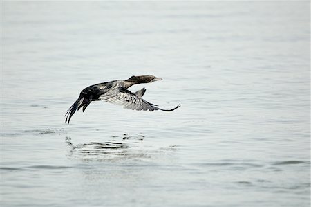 simsearch:614-08119737,k - Little cormorant (Microcarbo niger), Kerala, India Stockbilder - Premium RF Lizenzfrei, Bildnummer: 649-08085978