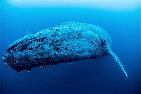 escama - A female humpback resting in the depths around Roca Partida Island, Mexico Foto de stock - Sin royalties Premium, Código: 649-08086097