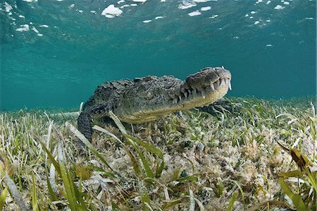 American crocodile (crocodylus acutus) in clear waters of Caribbean, Chinchorro Banks (Biosphere Reserve), Quintana Roo, Mexico Stock Photo - Premium Royalty-Free, Code: 649-08086105