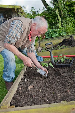 Senior man, planting seedlings in garden Photographie de stock - Premium Libres de Droits, Code: 649-08086158