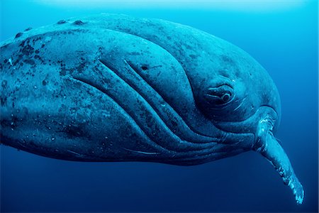 revillagigedo island - Curious female humpback whale, closeup, Roca Partida, Revillagigedo, Mexico Stock Photo - Premium Royalty-Free, Code: 649-08086684