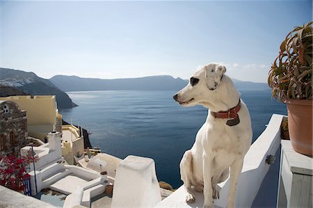 Dog looking over its shoulder at sea view, Oia, Santorini, Cyclades, Greece Foto de stock - Sin royalties Premium, Código: 649-08086768