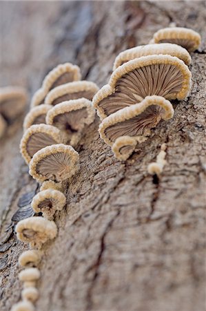 simsearch:614-06311730,k - Close up of fungi growing on tree trunk Foto de stock - Royalty Free Premium, Número: 649-08117835