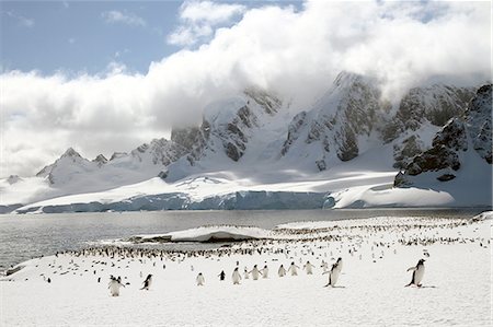 penguin on mountain - Colony of Gentoo penguins (Pygoscelis papua) on Cuverville Island, Antarctica Stock Photo - Premium Royalty-Free, Code: 649-08117839
