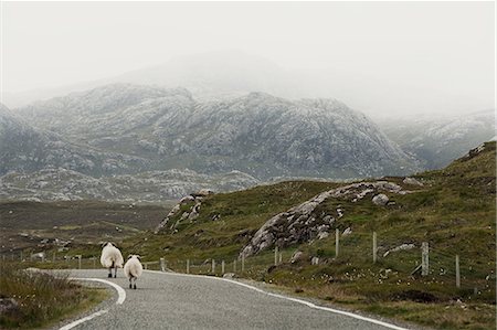 Sheep on road, Isle of Lewis, West Coast, Scotland Photographie de stock - Premium Libres de Droits, Code: 649-08119166