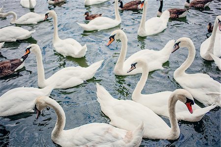 simsearch:632-05992311,k - Swans on water Foto de stock - Sin royalties Premium, Código: 649-08119403