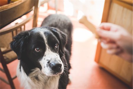 pet owners and their pets - Portrait of dog staring at owners hand and dog biscuit Stock Photo - Premium Royalty-Free, Code: 649-08124954