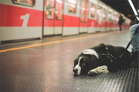 simsearch:649-07437707,k - Portrait of dog lying subway station floor Photographie de stock - Premium Libres de Droits, Code: 649-08124956