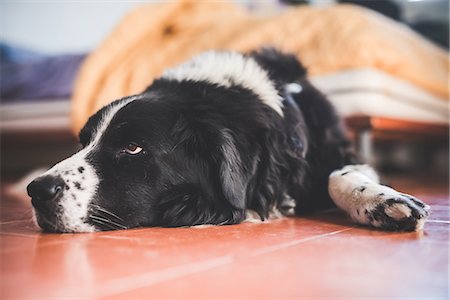 Portrait of dog lying on kitchen floor Stock Photo - Premium Royalty-Free, Code: 649-08124953