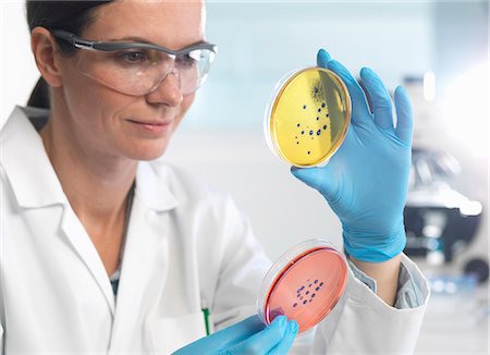 Scientist examining set of petri dishes in microbiology lab Photographie de stock - Premium Libres de Droits, Code: 649-08125185