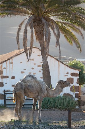 Camel at dawn, La Oliva, Fuerteventura, Spain Fotografie stock - Premium Royalty-Free, Codice: 649-08125425