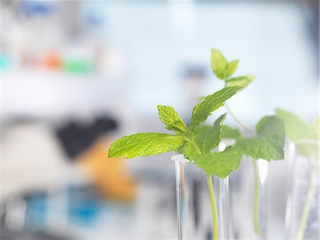 plant inside a test tube - Plants contained in test tubes awaiting testing in a biotechnology lab Stock Photo - Premium Royalty-Free, Code: 649-08125483