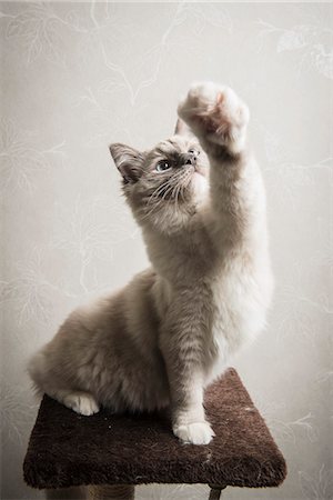 Ragdoll cat sitting on scratching post, front leg outstretched Stock Photo - Premium Royalty-Free, Code: 649-08125555