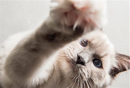 simsearch:649-07065159,k - Ragdoll cat, paw reaching towards camera, close-up Foto de stock - Sin royalties Premium, Código: 649-08125556