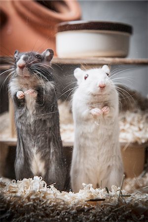 simsearch:649-08125552,k - Portrait of two gerbils standing on back legs Foto de stock - Sin royalties Premium, Código: 649-08125551