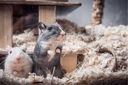 fluffed - Portrait of two gerbils looking out of cage Photographie de stock - Premium Libres de Droits, Code: 649-08125552