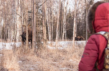 fairbanks - Person watching moose in forest, Fairbanks, Alaska Fotografie stock - Premium Royalty-Free, Codice: 649-08125814