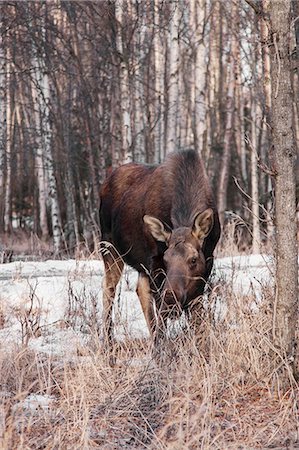 fairbanks - Moose in forest, Fairbanks, Alaska Fotografie stock - Premium Royalty-Free, Codice: 649-08125813
