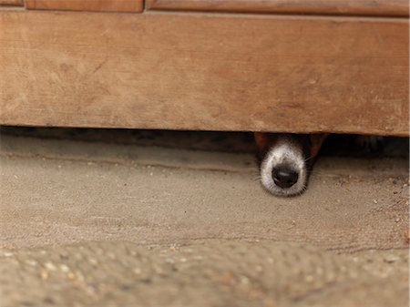 Dog hiding under wooden cabinet Photographie de stock - Premium Libres de Droits, Code: 649-08125872