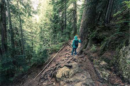 simsearch:649-07737105,k - Rear view of female hiker moving down steep mountain forest, British Columbia, Canada Fotografie stock - Premium Royalty-Free, Codice: 649-08125948