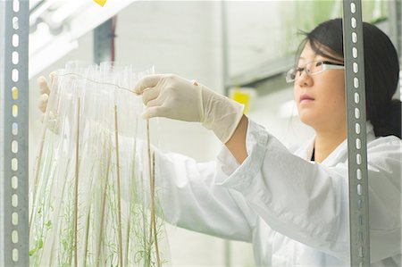 simsearch:632-01140524,k - Female scientist preparing plant sample in  greenhouse lab Photographie de stock - Premium Libres de Droits, Code: 649-08126076