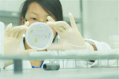 Close up of female scientist looking at plant sample in petri dish in lab Stock Photo - Premium Royalty-Free, Code: 649-08126071