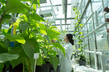 Female scientist testing plant sample in  greenhouse lab Foto de stock - Sin royalties Premium, Código: 649-08126080