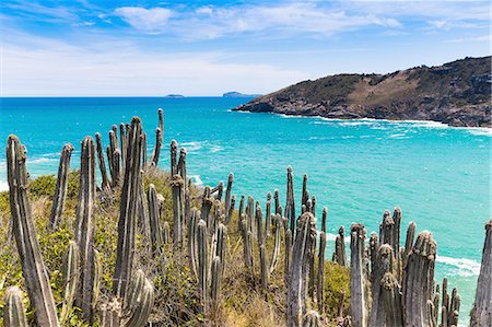 View of cacti and coast at Boca da Barra, Buzios, Rio de Janeiro, Brazil Photographie de stock - Premium Libres de Droits, Code: 649-08144373