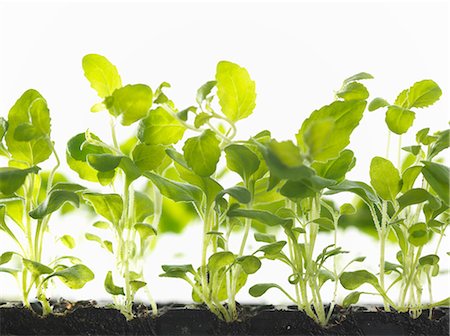 simsearch:649-08180659,k - Healthy seedlings growing in tray Foto de stock - Royalty Free Premium, Número: 649-08144769