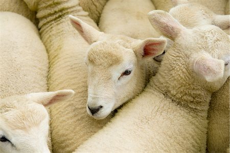 Huddle of juvenile sheep Foto de stock - Sin royalties Premium, Código: 649-08144829