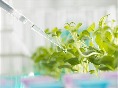 Close up of pipetting experimental chemical into laboratory seedling tray Foto de stock - Sin royalties Premium, Código: 649-08144847