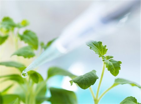 Close up of pipetting experimental chemical onto seedling in laboratory Stock Photo - Premium Royalty-Free, Code: 649-08144848