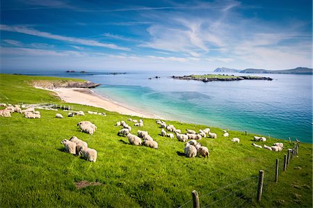 Sheep grazing on hillside, Blasket islands, County Kerry, Ireland Foto de stock - Sin royalties Premium, Código: 649-08145255