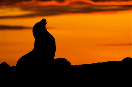 simsearch:649-07065267,k - Sealion in silhouette, Galapagos islands, Equador Photographie de stock - Premium Libres de Droits, Code: 649-08145257