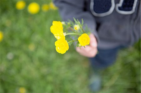 ranunculus sp - Close up of boy holding a bunch of buttercups Stock Photo - Premium Royalty-Free, Code: 649-08145291