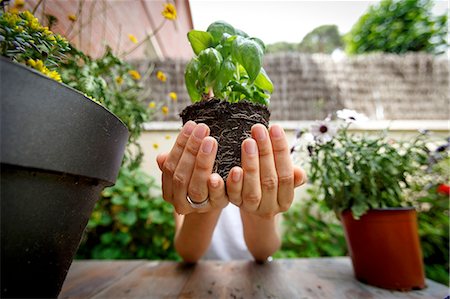 Cupped hands holding basil plant Fotografie stock - Premium Royalty-Free, Codice: 649-08145454