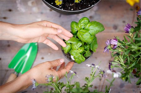 High angle view of hands touching basil plant Stockbilder - Premium RF Lizenzfrei, Bildnummer: 649-08145451