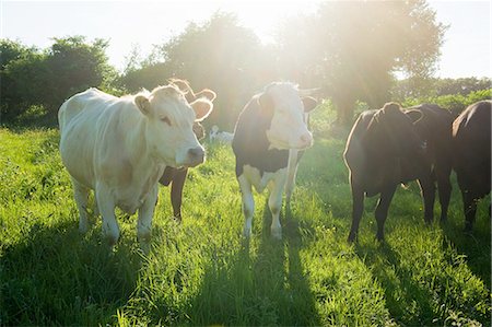 simsearch:649-07239641,k - Portrait of a small group of cows in sunlit grassy field Photographie de stock - Premium Libres de Droits, Code: 649-08145595