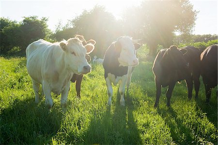 simsearch:614-08126666,k - Portrait of a small group of cows in sunlit grassy field Photographie de stock - Premium Libres de Droits, Code: 649-08145595